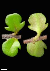 Veronica decora. Leaf surfaces, adaxial (left) and abaxial (right). Scale = 1 mm.
 Image: P.J. Garnock-Jones © P.J. Garnock-Jones CC-BY-NC 3.0 NZ